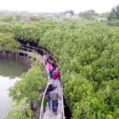 Pemandangan dari gardu pandang di Mangrove Edupark semarang yang sering digunakan sebagai background untuk berfoto (28/06) (Dian Kresna).
